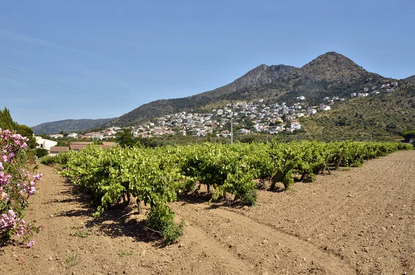 Viña en la región de las Rosas en España — Foto de Stock