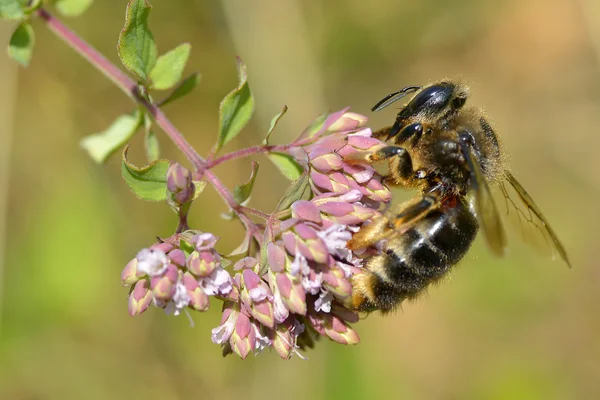 Honey bee feeding on flower — Stock Photo, Image