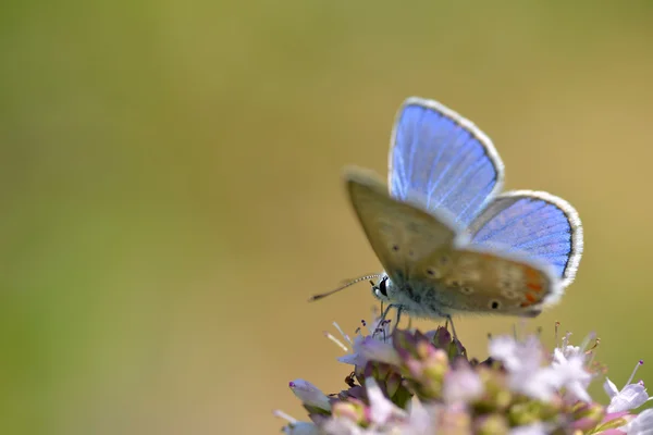 Borboleta de Argus em flor — Fotografia de Stock