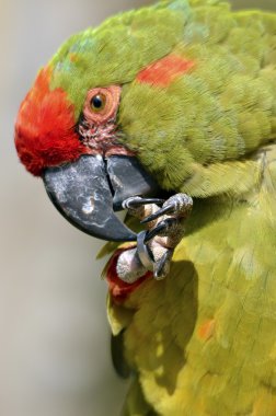 Portre askeri Amerika papağanı