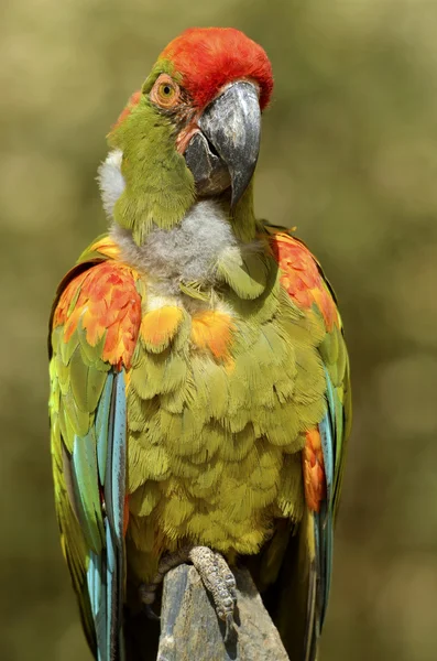 Closeup military macaw — Stock Photo, Image