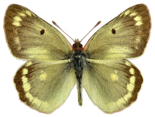 Aislado macho montaña nublado amarillo mariposa — Foto de Stock