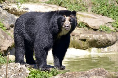Andean bear clipart