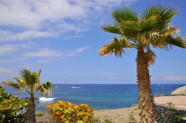 Palm tree and sea at Tenerife clipart
