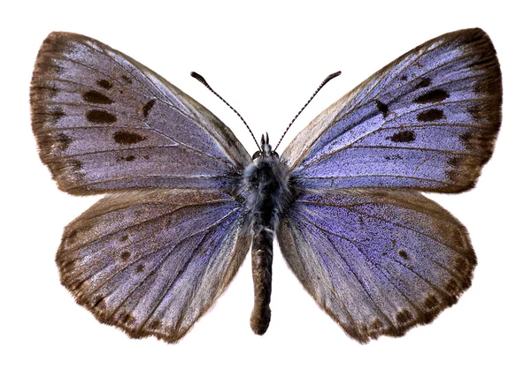 Geïsoleerde grote blauwe vlinder (Maculinea arion) — Stockfoto