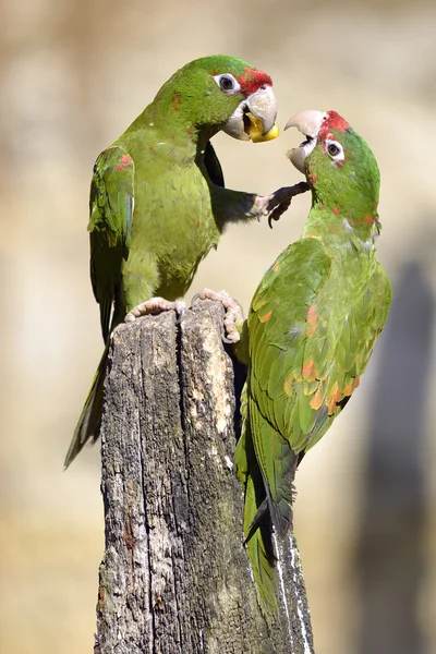 Parakeet ścięte drewno post — Zdjęcie stockowe