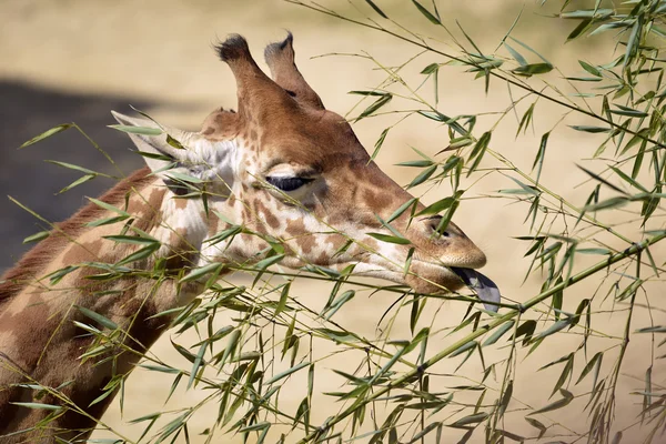 Retrato de girafa comendo folhas — Fotografia de Stock