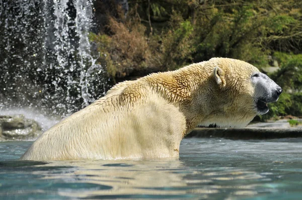 Белый медведь в воде — стоковое фото
