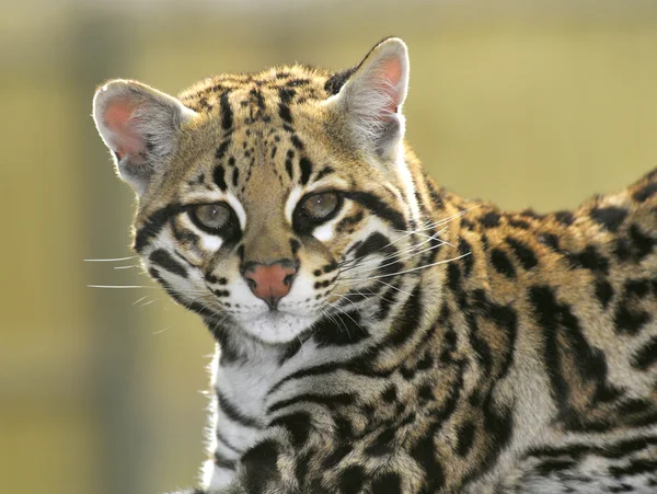 Ocelot portresi