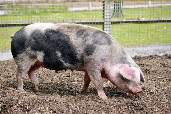 Pink and black sow — Stock Photo, Image