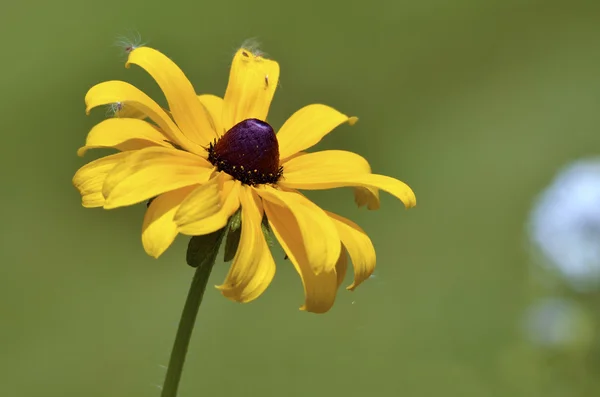 Sola flor de conejo — Foto de Stock