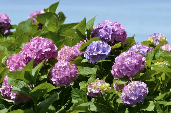 Красные цветы Hydrangea — стоковое фото