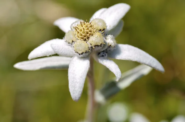 Макро из цветка эдельвейса — стоковое фото
