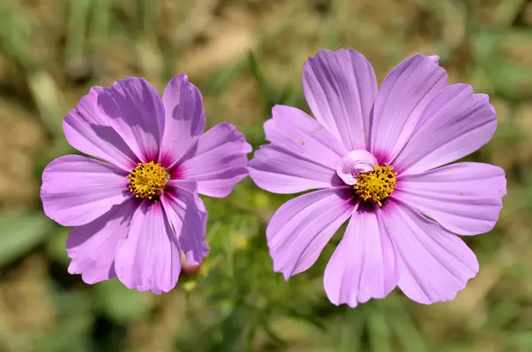 Closeup of pink cosmos flowers — Stock Photo, Image