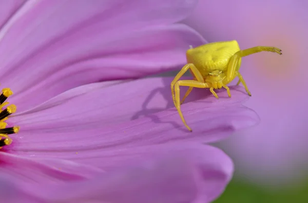 Macro araña de cangrejo en flor de cosmos — Foto de Stock