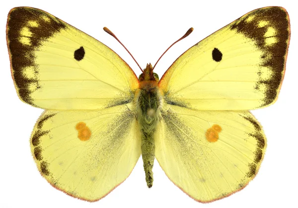 Isolated male Pale Clouded Yellow butterfly Stock Picture