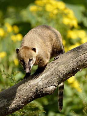 Güney Amerika Coati dalı