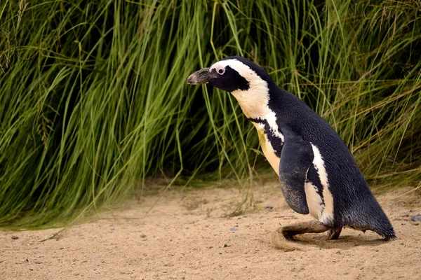Tučňák brýlový — Stock fotografie
