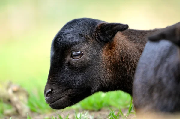 Huvudet lamm får av Cameroun — Stockfoto