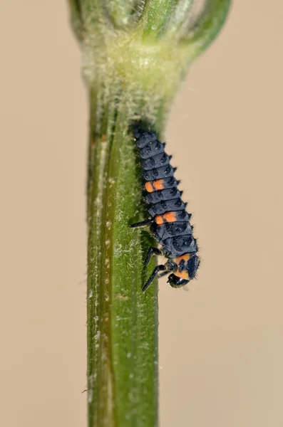 Larva de mariquita en el tallo — Foto de Stock
