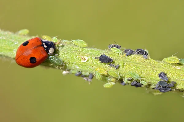 Joaninha comendo pulgões — Fotografia de Stock