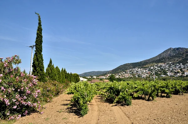 Виноград в регионе Розы в Испании — стоковое фото
