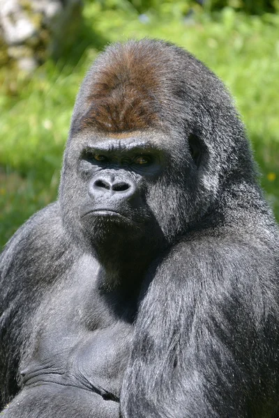 Portret westelijke laaglandgorilla — Stockfoto