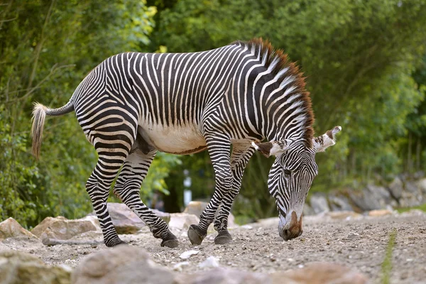 Zebra 的细纹 — 图库照片