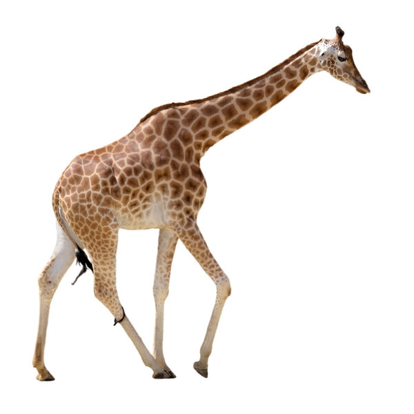 Isolated giraffe walking