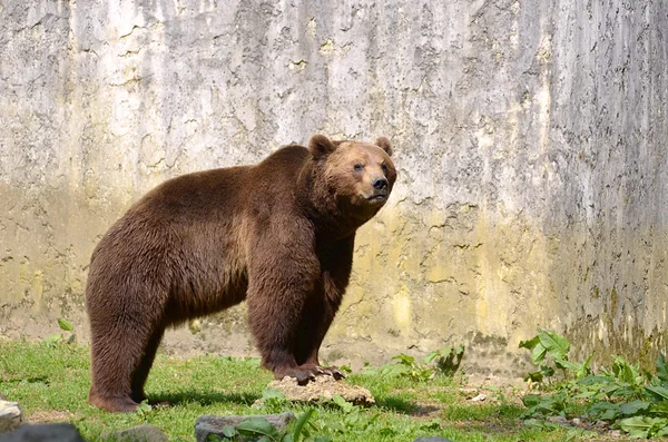 Urso castanho — Fotografia de Stock