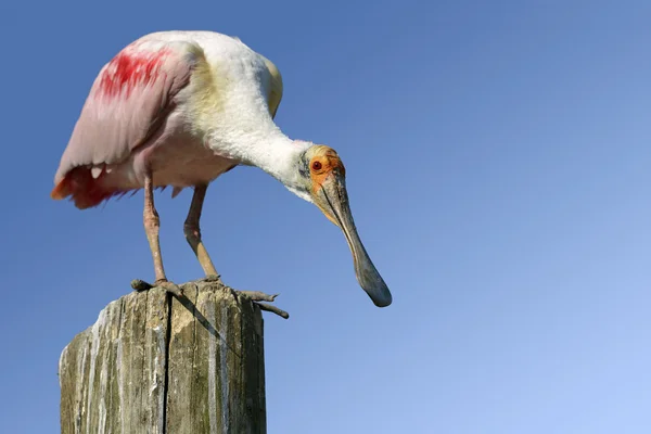 Cucchiaio rosa su palo in legno — Foto Stock