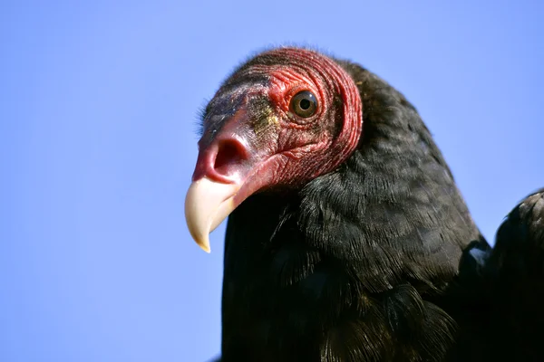 Buitre pavo retrato —  Fotos de Stock