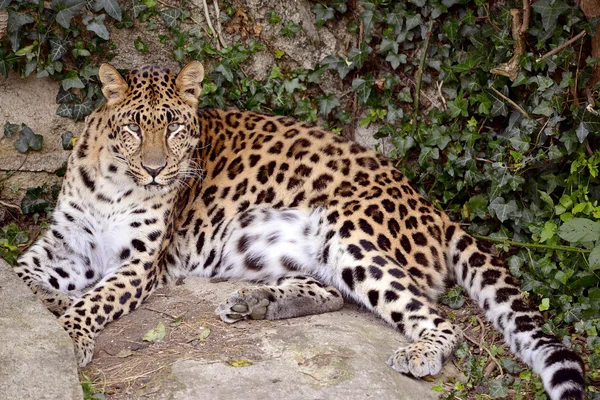 Леопард лежит на скале — стоковое фото