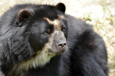 Portrait of Andean bear clipart