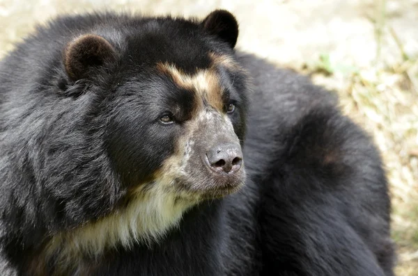 Retrato de urso andino — Fotografia de Stock