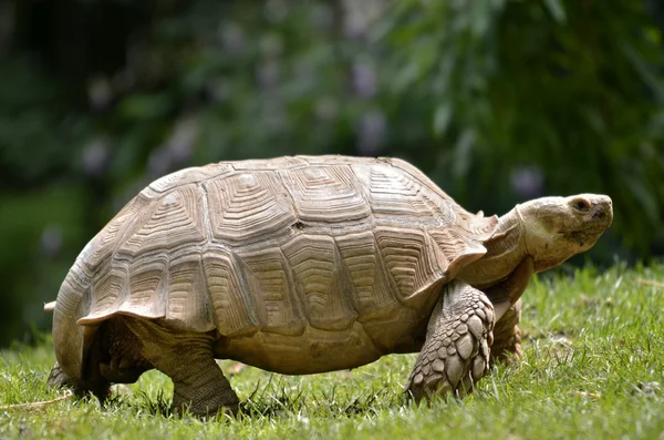 African spurred tortoise walking on grass — Stock Photo, Image