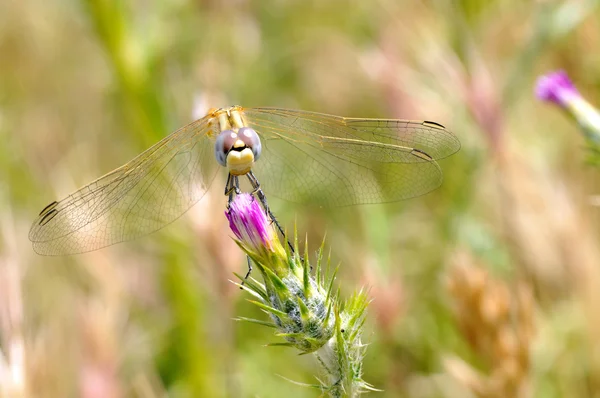 Libellule sur fleur — Photo