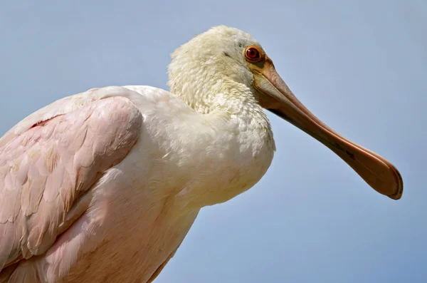 Spoonbill Roseate primo piano — Foto Stock