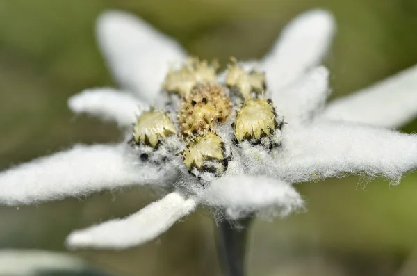 stock image Macro of edelweiss flower