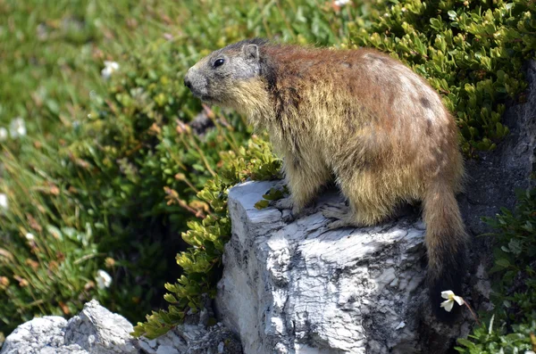 Alpine marmot on rock — Stock Photo, Image