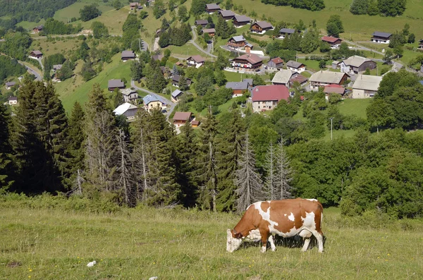 Cow grazing in French Alps — Stock Photo, Image