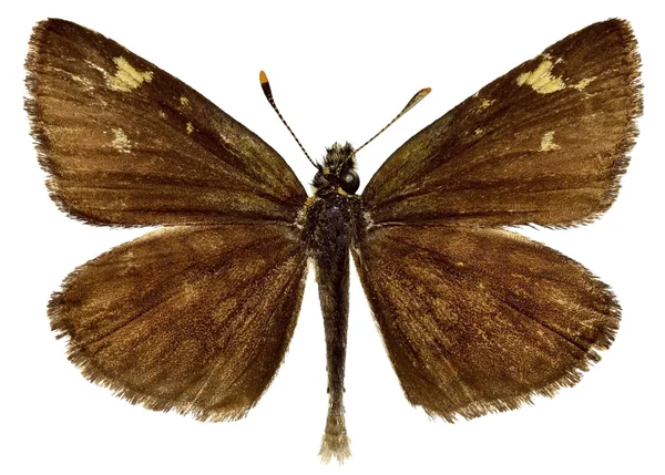 Geïsoleerde groot dikkopje Chequered vlinder — Stockfoto