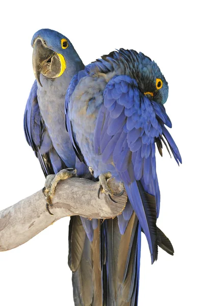 Isolated two Hyacinth macaws — Stock Photo, Image