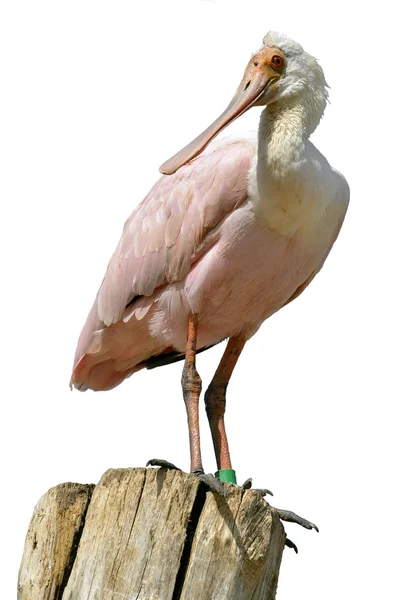 Isolated Roseate Spoonbill on wood post — Stock Photo, Image