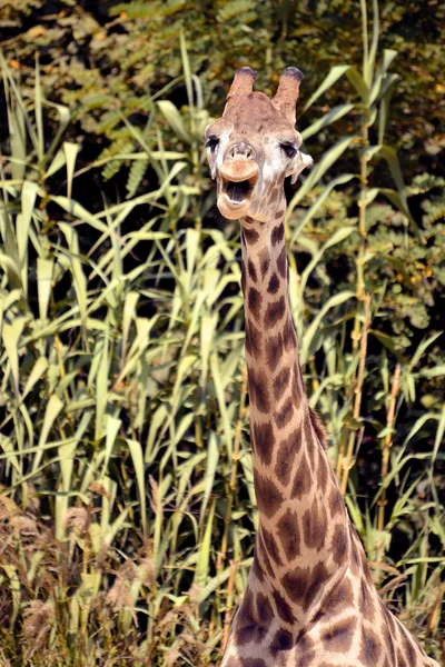 Fechar a girafa — Fotografia de Stock