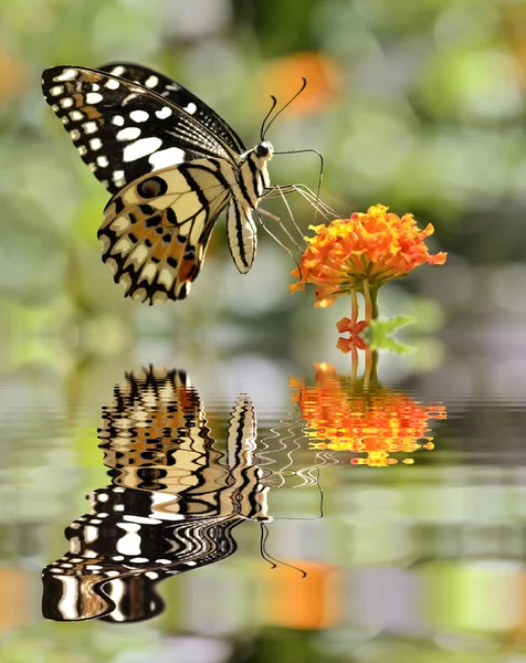 Πεταλούδα ασβέστη πάνω από το νερό με αντανάκλαση — Φωτογραφία Αρχείου