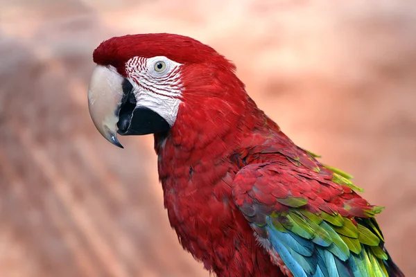 Portré Ara papagáj — Stock Fotó