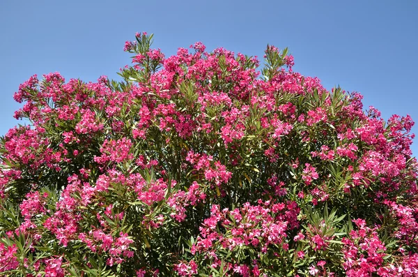 Red oleander flowers — Stock Photo, Image