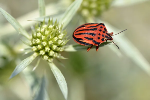 Bug sur chardon — Photo