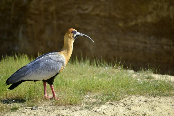 Svart-faced Ibis på gräs — Stockfoto